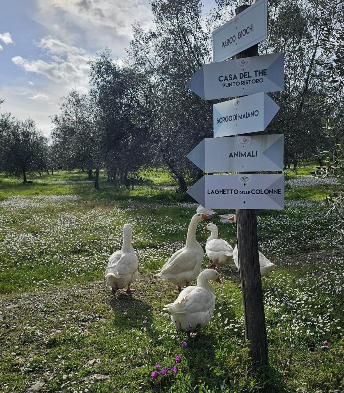 Agriturismo Fattoria Di Maiano Fiesole Exteriér fotografie