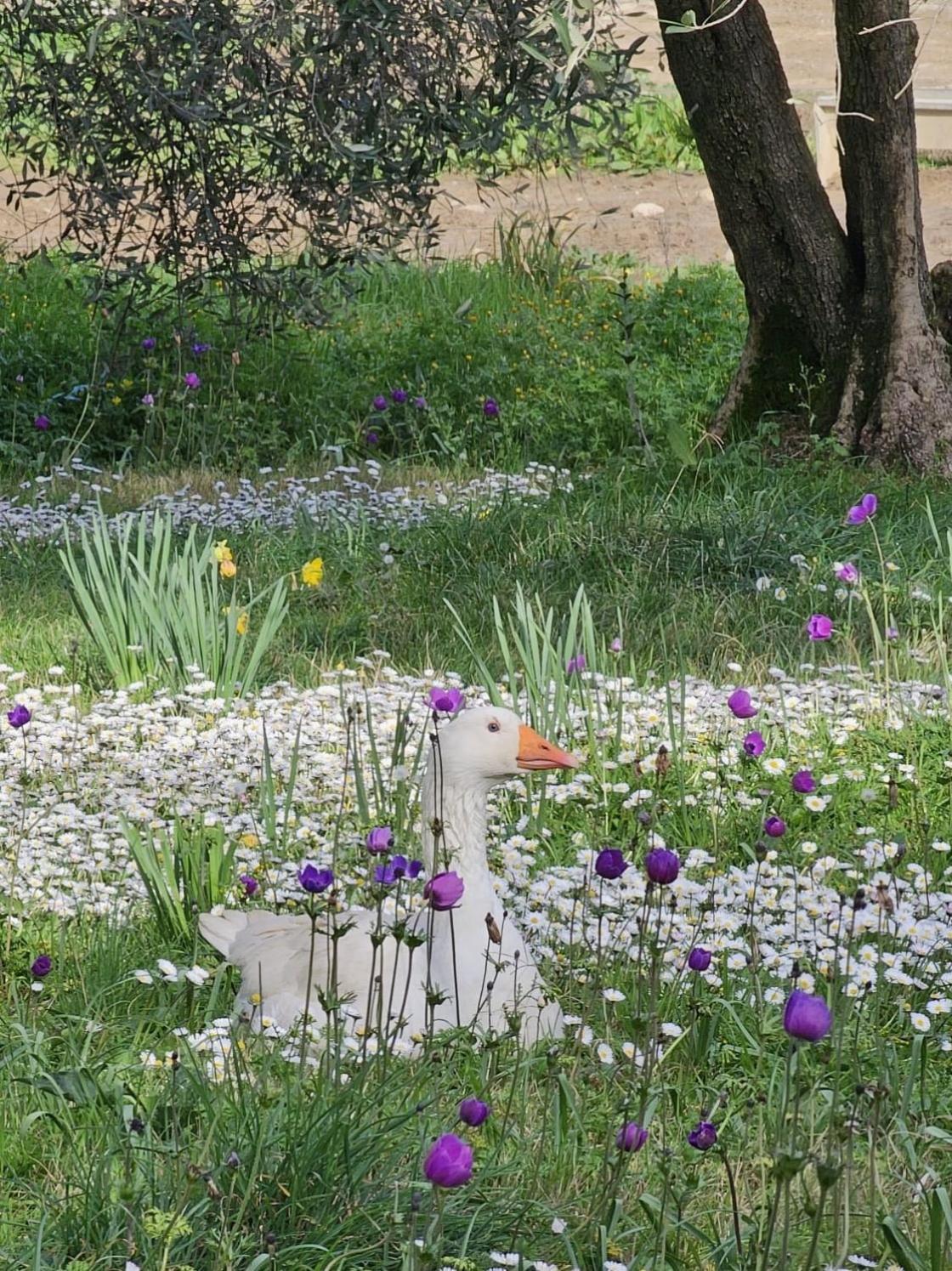 Agriturismo Fattoria Di Maiano Fiesole Exteriér fotografie